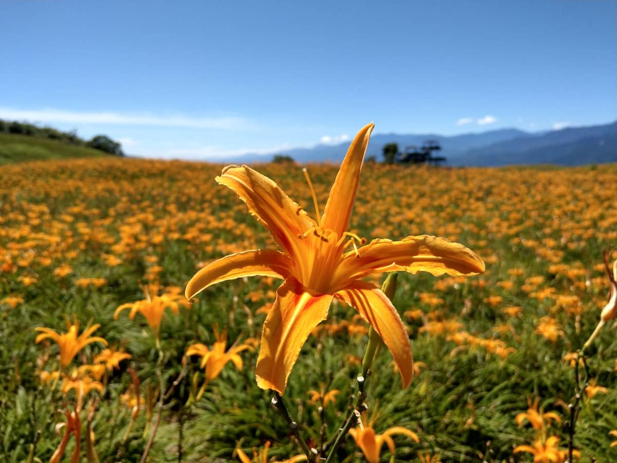花蓮 · 金針花海